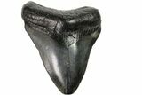 Fossil Megalodon Tooth - Georgia #151516-2